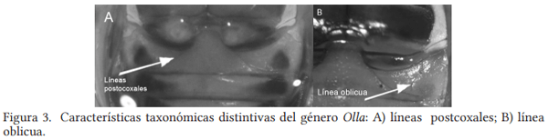 Colecta e identificación taxonómica de Coccinellidos que atacan al pulgón amarillo Melanaphis Sacchari Zehntner en sorgo en el sur de Tamaulipas - Image 3