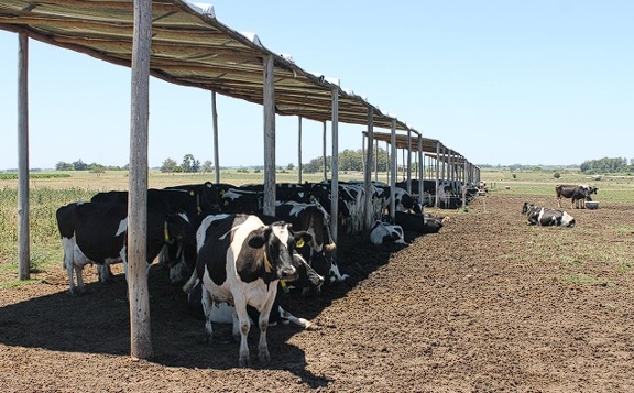 Manejo del ambiente físico para atenuar la producción de calor - Image 7