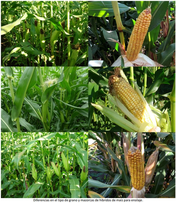 Manual del cultivo de maíz para ensilaje - Descripción de la planta: Primer capítulo - Image 4