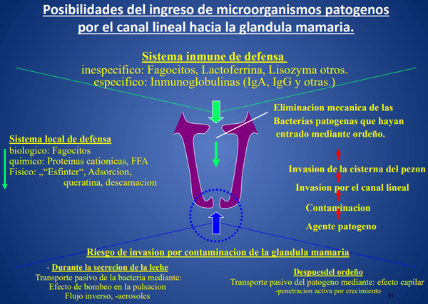 Mastitis - Introduccion, los factores que influyen en la salud de la ubre. - Image 10