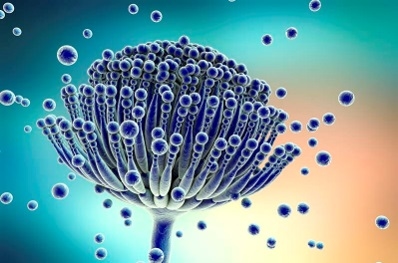 Peligros de las micotoxinas y el mecanismo de eliminación de animales - Image 1