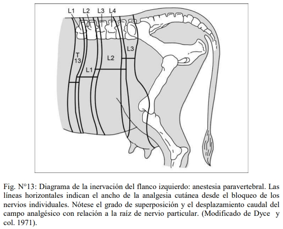 Obstetricia y neonatología bovina: VII. Anestesias en obstetricia - Image 2