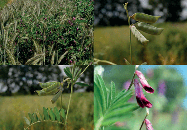 SUPLEMENTARIOS - Vicia forrajera (Vicia benghalensis L. syn. Vicia atropurpurea Desf.) - Image 1