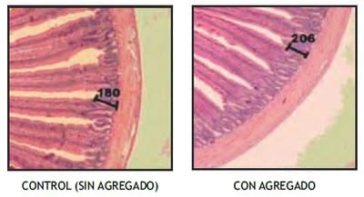 Pollos parrilleros alimentados con dieta convencional vs. dieta suplementado con extracto de pared de levadura y ácidos orgánicos. Analisis de parámetros productivos y morfológicos - Image 5