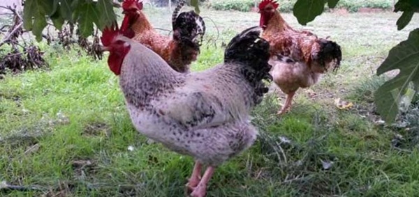 Hepatitis viral en las aves de corral - Image 2
