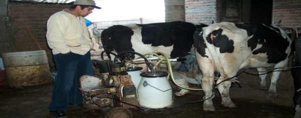 Mastitis - Introduccion, los factores que influyen en la salud de la ubre. - Image 2