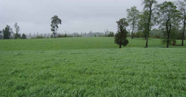 FORRAJERAS - Costos de establecimiento y producción - Image 1