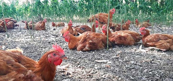 Hepatitis viral en las aves de corral - Image 1