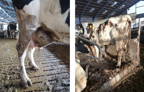 La Mastitis un problema del hato la visita al establo. - Image 12
