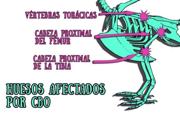 ¿Problemas de cojeras? Sus aves podrían sufrir el “síndrome del intestino permeable» - Image 3