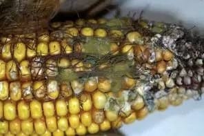 La problemática de las Aflatoxinas - Image 1