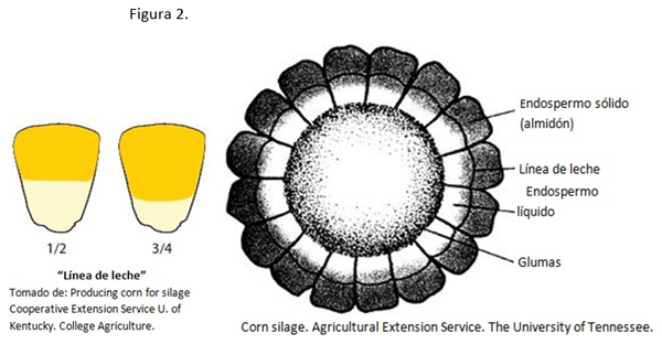 Manejo del (forraje) ensilado - Image 3