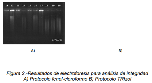 Efecto de los criopreservadores de semen congelado bovino en la extracción de DNA - Image 4