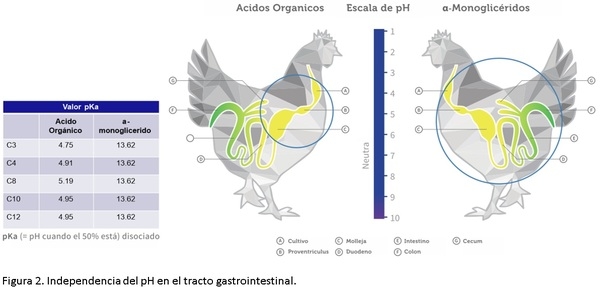 ¿Por qué es importante la salud intestinal en los animales? - Image 4