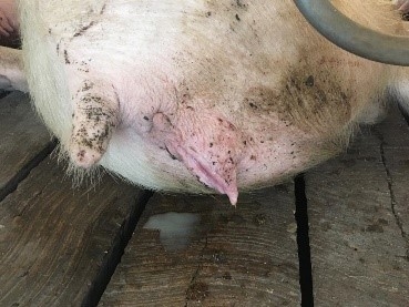Consideraciones sobre el reflujo de semen post inseminación - Image 2