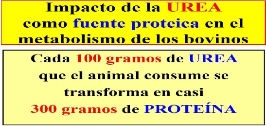 10° MITO UREA EN LA ALIMENTACIÓN DE BOVINOS ¿El uso de UREA en la alimentación de bovinos de carne o leche, siempre, es “peligros” para la salud animal? - Image 2