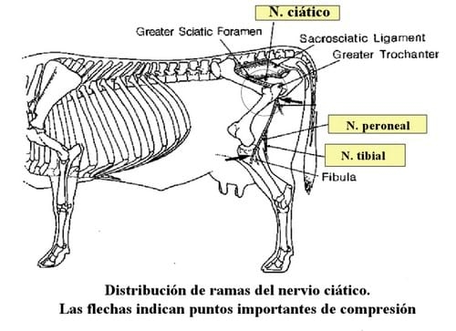 Flexión del Menudillo - Image 2