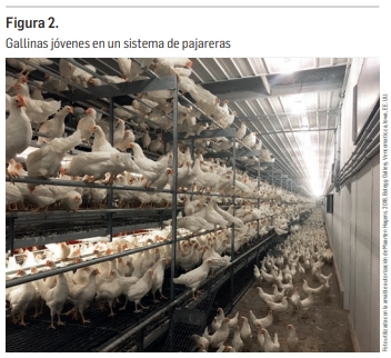 5 consejos para aumentar las ganancias en la producción de huevos sin jaula - Image 2
