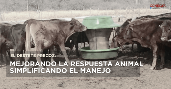 Suplementación estratégica. Mejorando la respuesta animal simplificando el manejo - Image 1