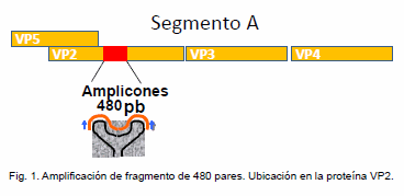 Estudio retrospectivo de nuevas Cepas de la Enfermedad de Gumboro encontradas en diferentes Regiones de España - Image 1