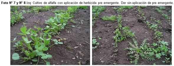 Claves para lograr una pastura exitosa desde el inicio - Image 8