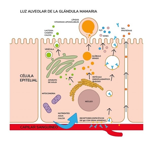 La lactogénesis - Image 1