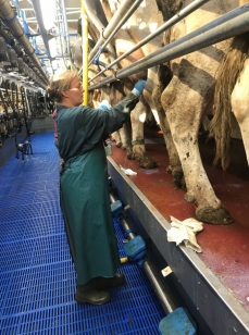 La Mastitis un problema del hato la visita al establo. - Image 3