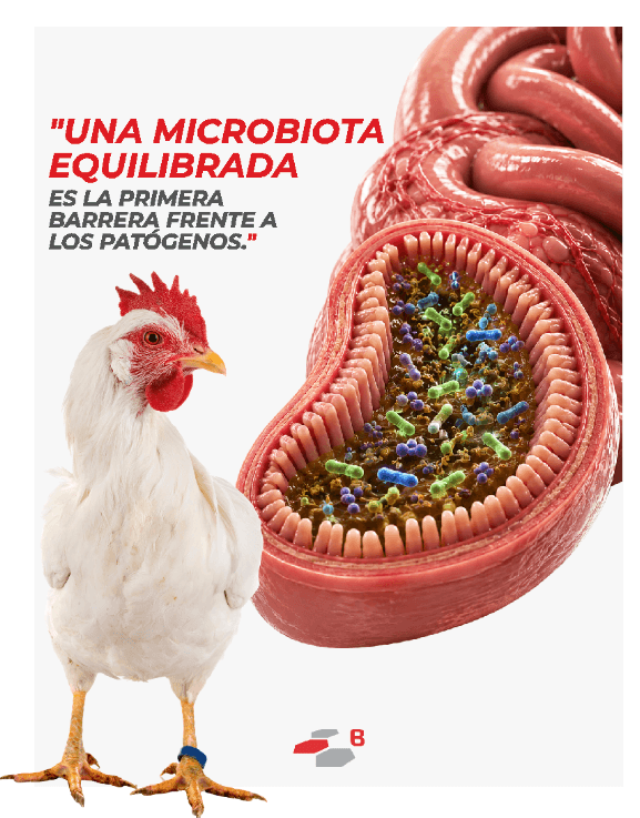 Lesiones entéricas en aves: evaluación post mortem como herramienta diagnóstica - Image 1