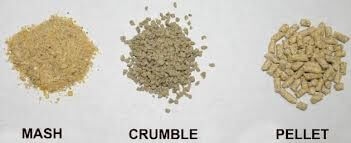 Evaluación de ingredientes: gránulos vs. pulpa en dietas para aves de corral - Image 2
