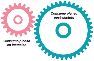 Potenciador del consumo para lechones - Image 9