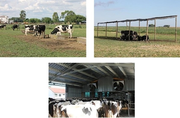 Efecto de diferentes medidas de mitigación del estrés por calor en vacas lecheras de alta producción - Image 1