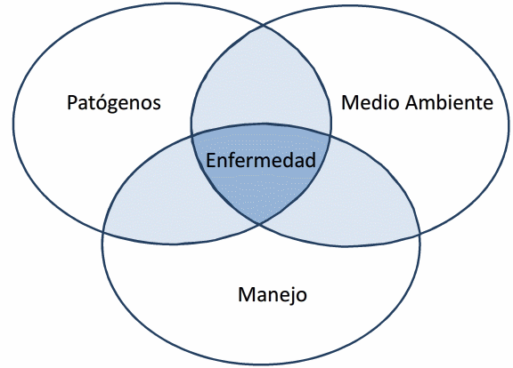 Co-infecciones: mitos y realidades - Image 1