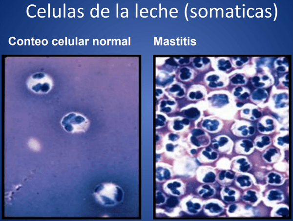 Mastitis - Introduccion, los factores que influyen en la salud de la ubre. - Image 13