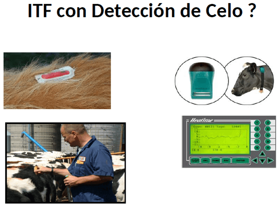 Eficiencia Reproductiva en el Ganado Lechero y su Recuperación Económica - Image 17