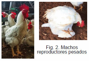 Efecto del ambiente, del peso corporal y de las características sexuales secundarias de machos reproductores sobre la fertilidad - Image 1