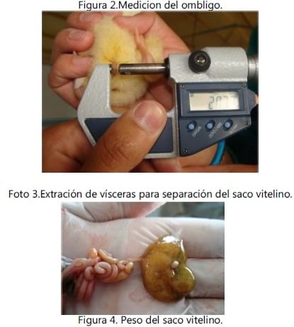Efecto del consumo de alimento en harina durante las primeras horas De vida del pollo de engorda sobre el saco vitelino - Image 2
