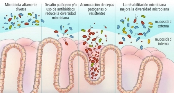 Creciendo desde el intestino: El impacto de la microbiota del cerdo - Image 1