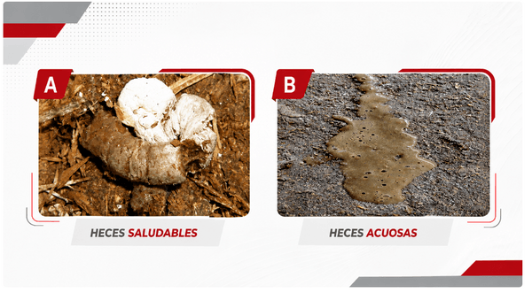 Lesiones entéricas en aves: evaluación post mortem como herramienta diagnóstica - Image 2