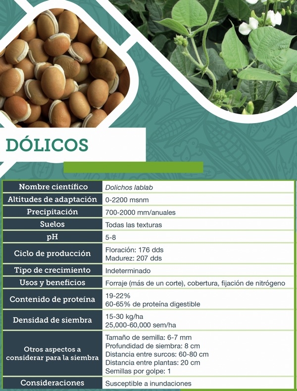 Dólicos, qué son y cómo contribuyen a una agricultura sustentable - Image 2