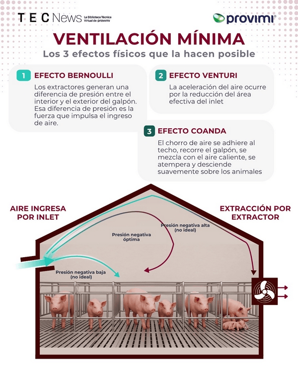 Claves para la ventilación mínima en galpones de lechones - Image 1