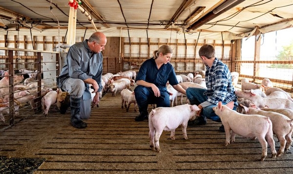 Uso de antibióticos en cerdos enfermos: 5 Principios - Image 1