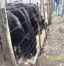 10° MITO UREA EN LA ALIMENTACIÓN DE BOVINOS ¿El uso de UREA en la alimentación de bovinos de carne o leche, siempre, es “peligros” para la salud animal? - Image 7