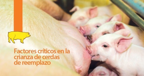 Factores críticos en la crianza de la cerda de reemplazo - Image 1