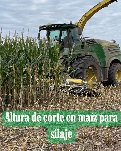 Altura de corte en maíz para silaje: más calidad, menos toneladas - Image 1