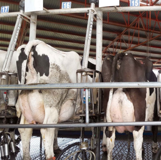 Cálculo de ración en base húmeda y relación forraje concentrado