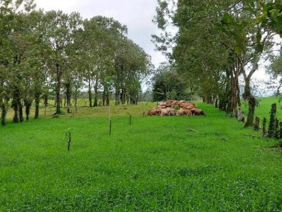 BOTERO - CAPÍTULO IX PASTOREO RACIONAL INTENSIVO VOISIN UNA OPCIÓN PARA INTENSIFICAR Y HACER MÁS AMIGABLE CON EL AMBIENTE LA PRODUCCIÓN CON RUMIANTES EN PASTOREO EN EL TRÓPICO - Image 35