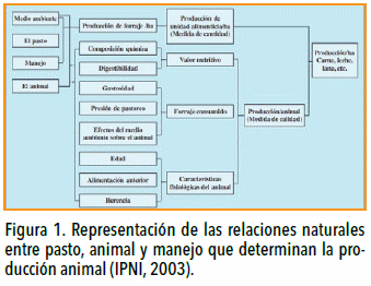 Nutrición intensiva para planteos ganaderos intensivos - Image 1