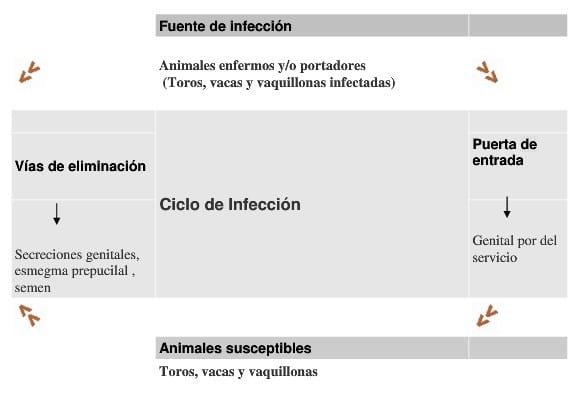 Tritrichomoniasis y Campylobacteriosis genital bovina - Image 1