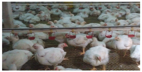 hígado de los pollos