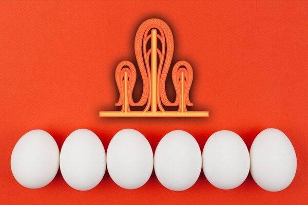 Relación entre función digestiva, salud y productividad en gallinas ponedoras - Image 1